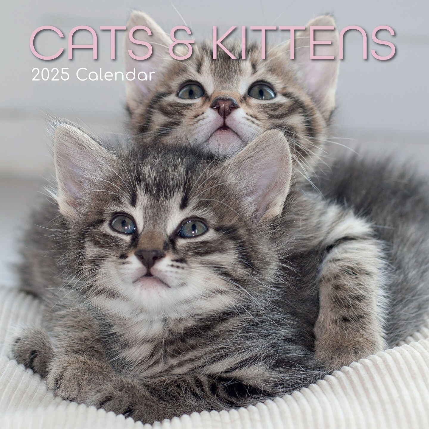2025 Square Wall Calendar Cats U0026 Kittens 16 Month Animals Theme With 180 Reminder Stickers 12 X 12 In 