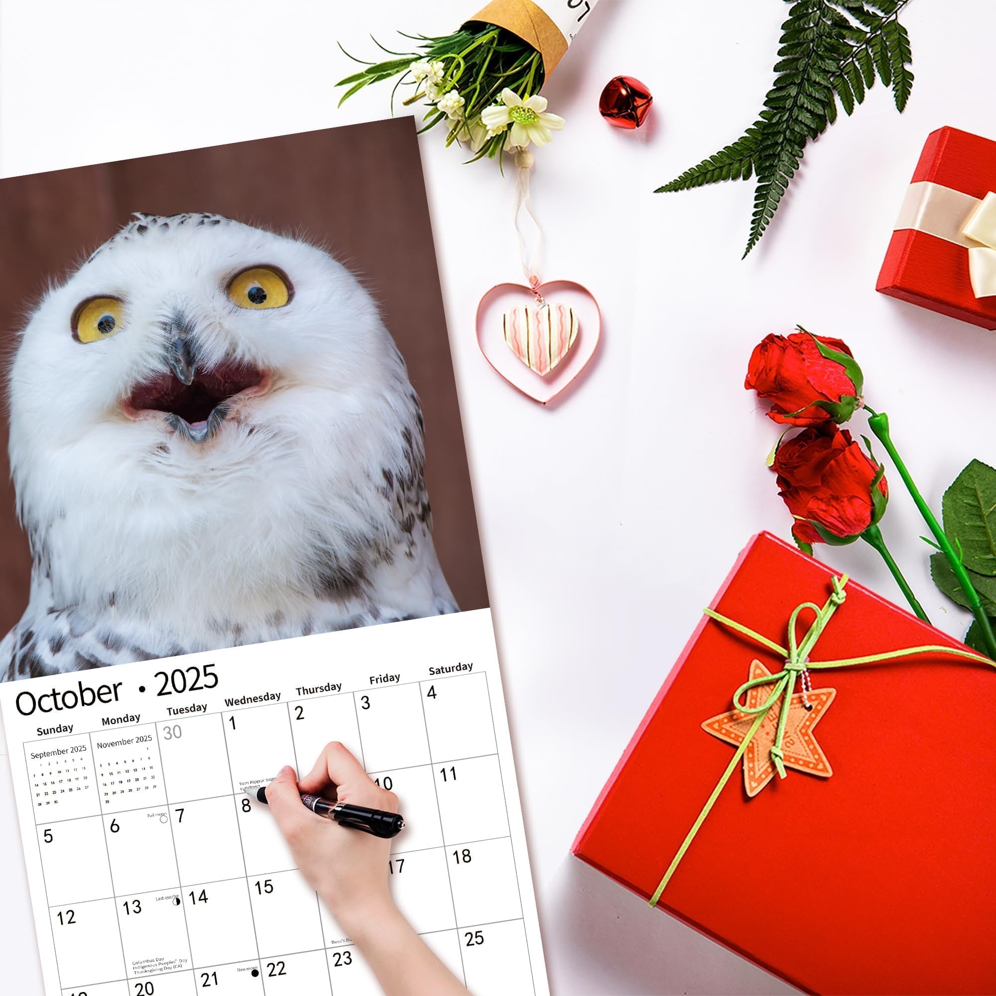 Amazon 2025 Wall Calendar Funny Calendar 2025 January 2025 December 2025 Wall Calendar Funny Animal Memes 12