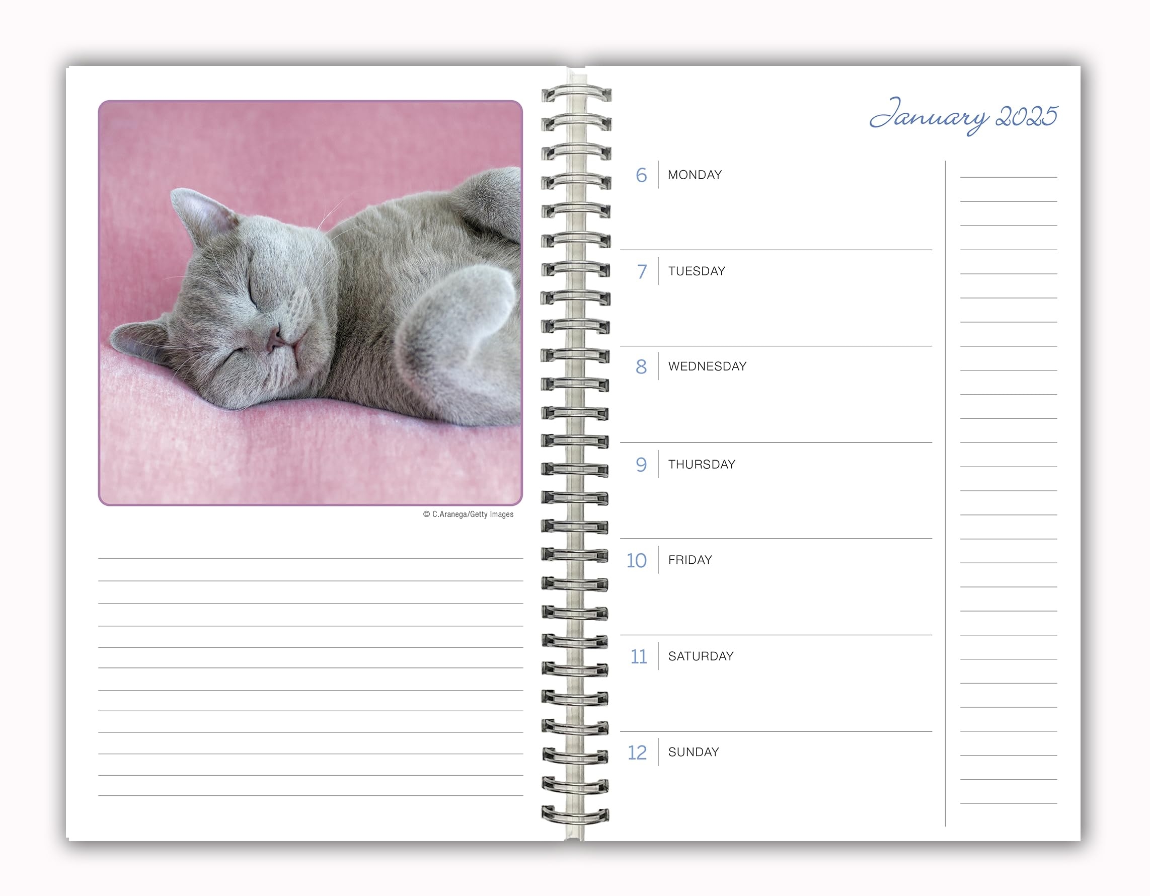 September 2025 Calendar Cat